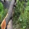 Haryana Proposes New Policy on Tree Felling