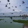 BMC invites bids for clearing hyacinths from Powai Lake 