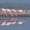 Govt to cut buffer zone from boundaries of Thane Flamingo Sanctuary