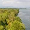 Mumbai CM calls for inquiry on mangrove protection at NMSEZ 