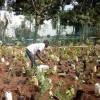 Singara Chennai 2.0: OSR plots to have parks, miyawaki forest