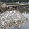 NGT Directs Pune Authorities to Address Riverbank Debris Issue