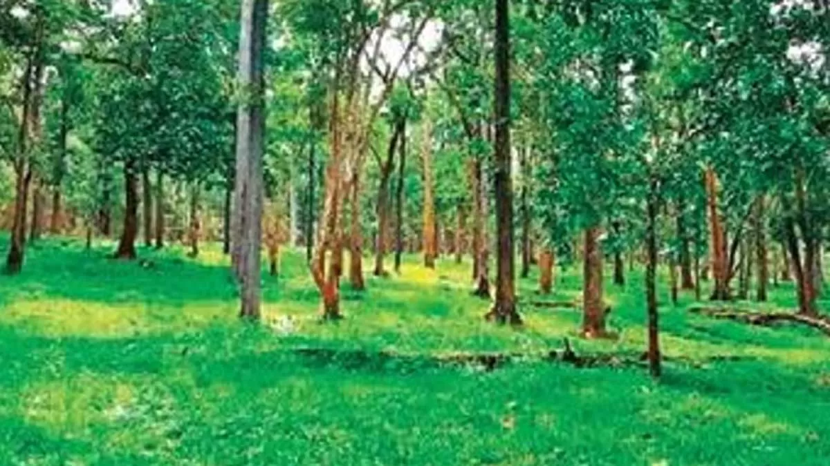 MCD to Plant 1,000 Trees in West Delhi