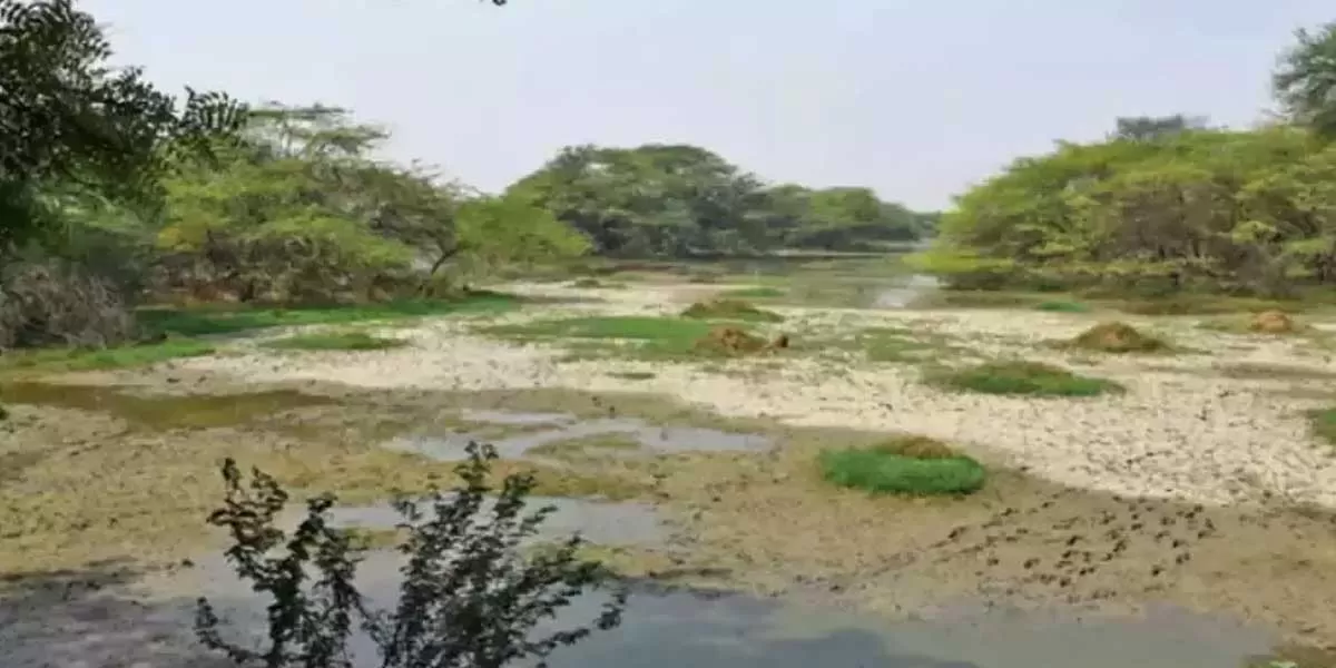 Haryana Government Directed to Address Violations Near Sultanpur Wetland