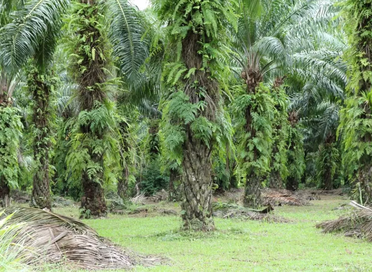 Manipur Joins Patanjali to Expand Oil Palm Cultivation