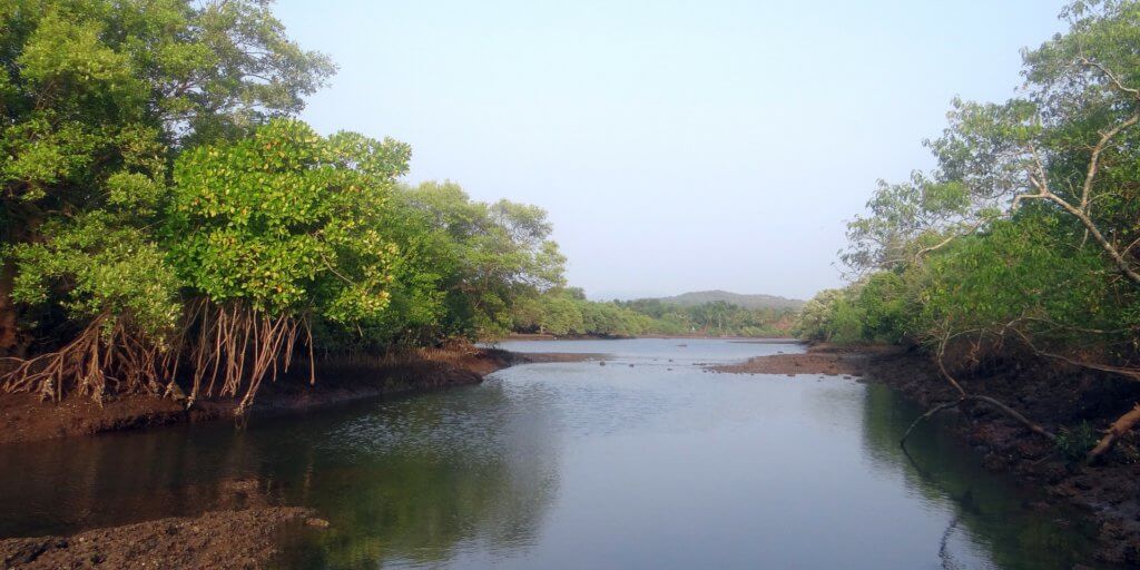 Mumbai's lost mangrove zones to be reestablished in Malad