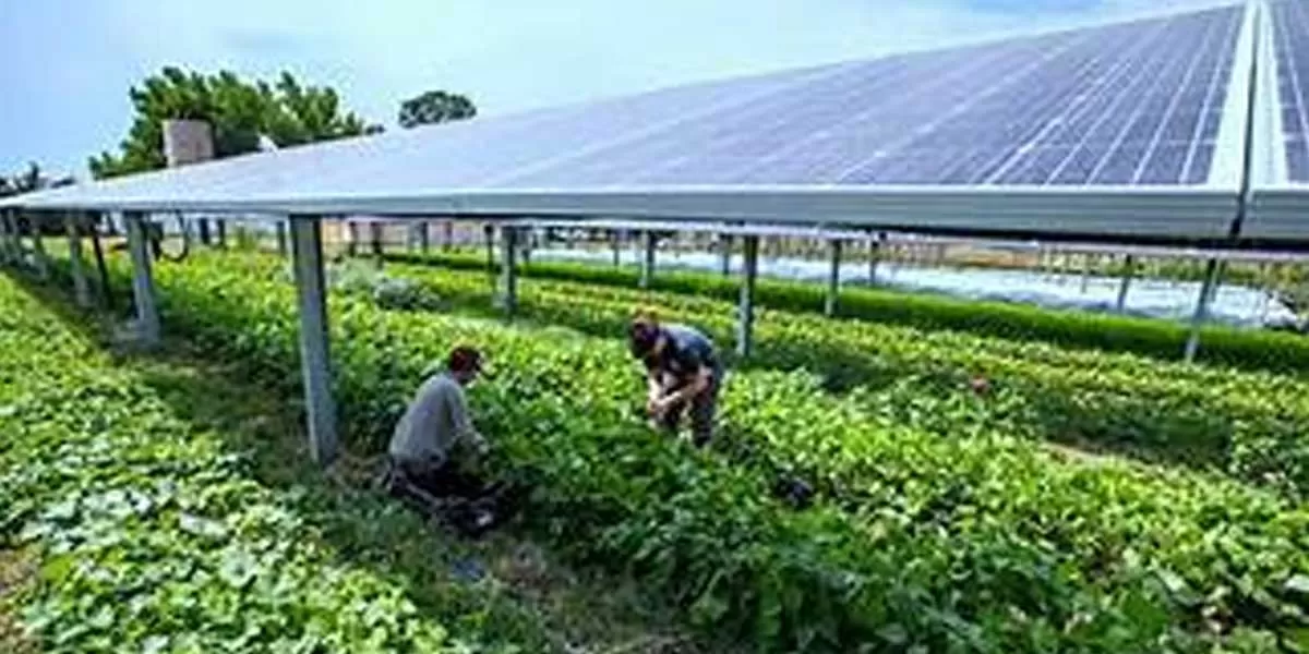 Vertical solar tech to revolutionize agriculture