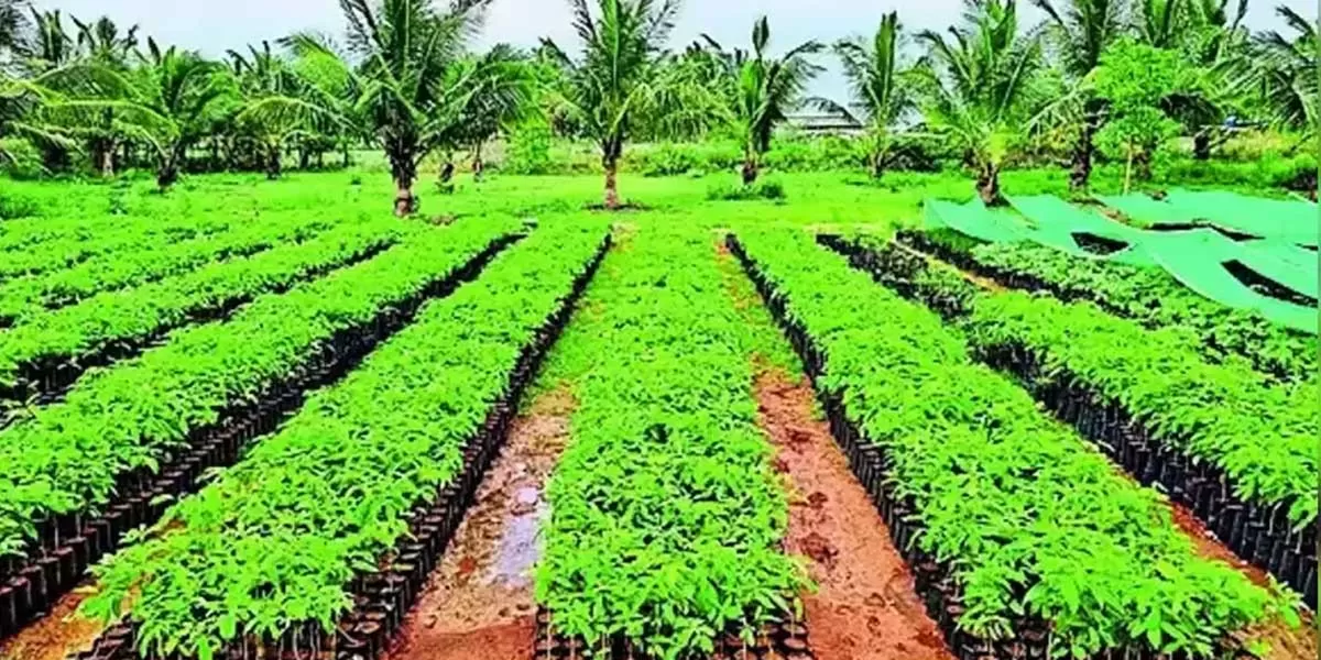 10,200 saplings to be planted in Kovai, Coimbatore