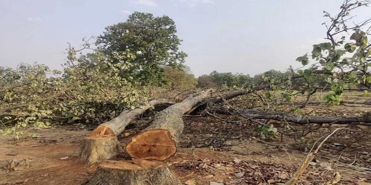 Chhattisgarh's Hasdeo Aranya Faces Massive Deforestation